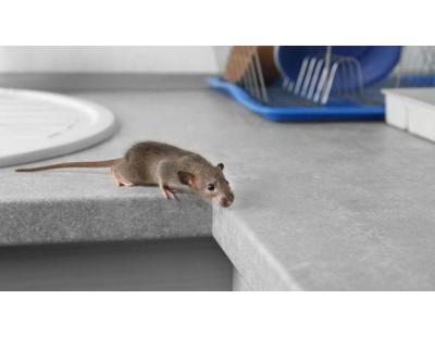 Rat Control Service