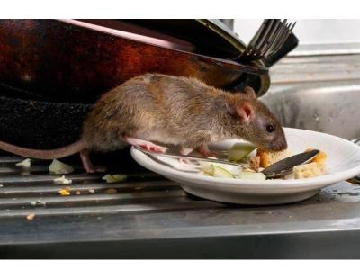 Rodent Control