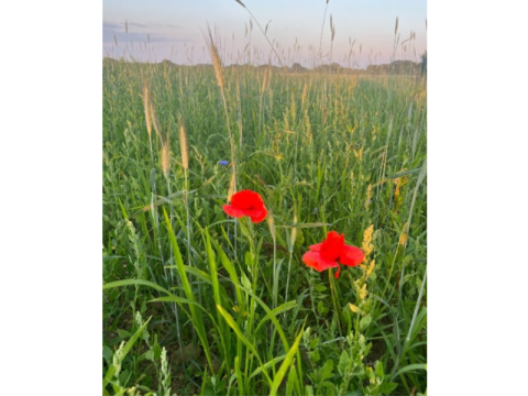 Regenerative Farming West Sussex
