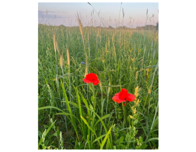 Regenerative Farming West Sussex
