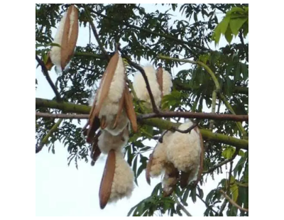Organic Kapok Fibre | Natural & Sustainable | kapok-fiber