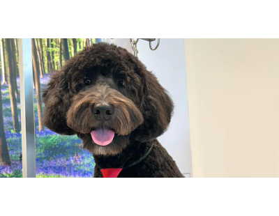 Shop Dog Grooming Packages for Your Dog