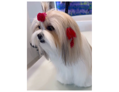 Buy Cat Grooming Packages for Convenient Pet Care