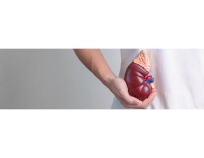 Dedicated Kidney Transplant Referral & Support Assistance