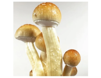 Buy Edible Mushroom Spores Online in India & UAE