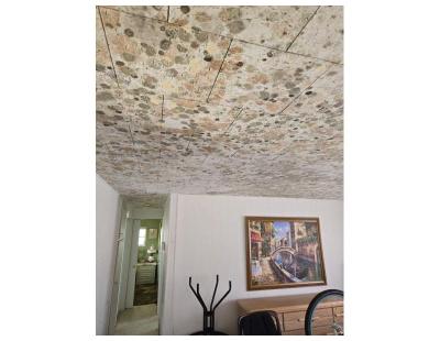 Reliable Mold Remediation Tampa Services