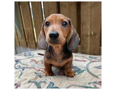 DACHSHUND PUPPIES
