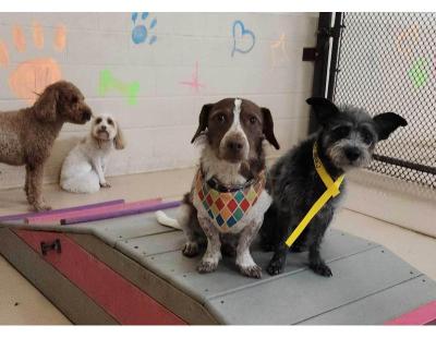 Dog Boarding in Columbus Ohio for Safe and Loving Pet Care