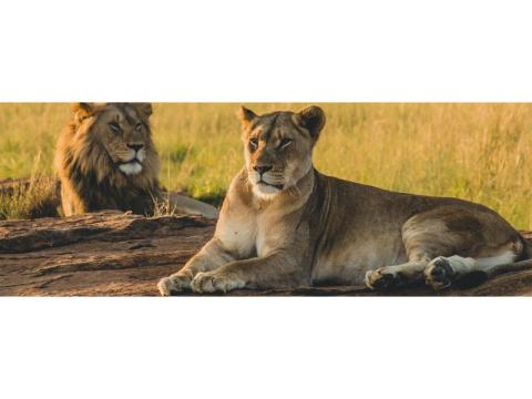 Discover an Exclusive Safari Stay in Olare Motorogi Conservancy