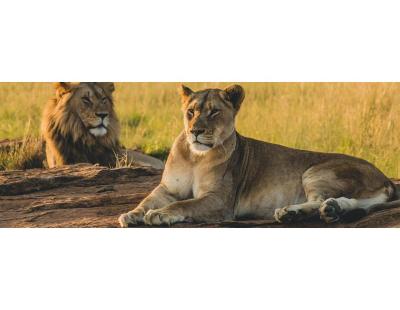 Discover an Exclusive Safari Stay in Olare Motorogi Conservancy