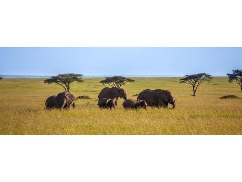 Discover an Exclusive Safari Stay in Olare Motorogi Conservancy - 2/2