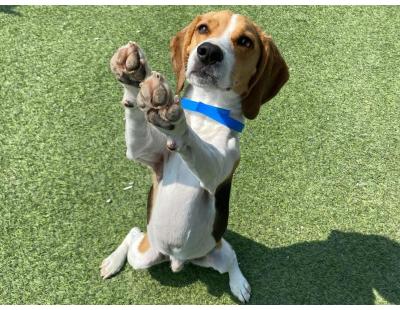 Looking for Dog Boarding for an Anxious Dog?