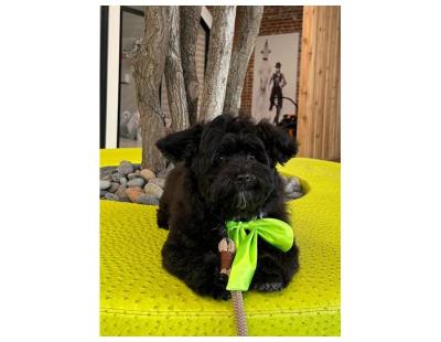 Book Dog Grooming Packages for Columbus Day 2026