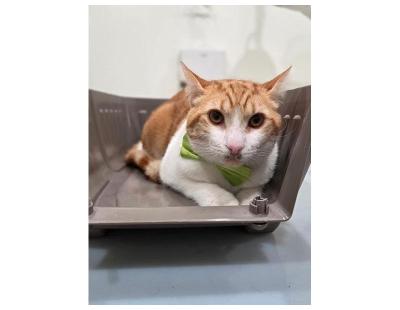 Book Cat Grooming Packages for Your Cat This Federal Holiday 2026