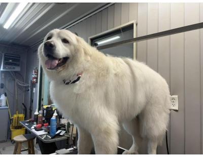 Top-Rated Pet Grooming and Boarding for a Happier, Healthier Pet