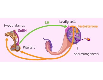 Accurate Follicle Hormone Test in Delhi by Fertylity IVF