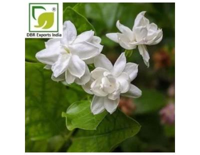Jasmine Samba Absolute Exporter for USA Buyers | Premium Quality