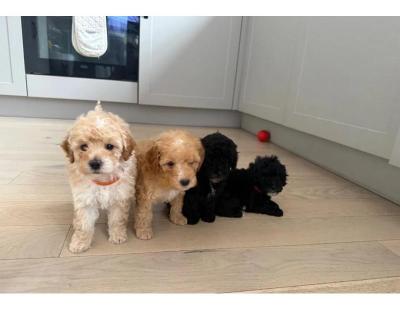 Affordable Poodle puppies for sale