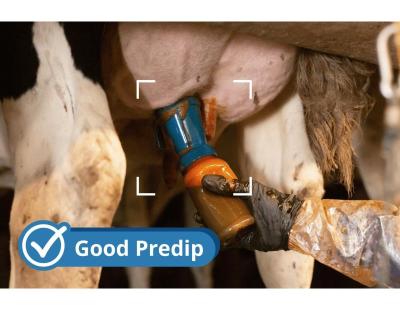 Lower Mastitis in Dairy Cows | Cattle-Care