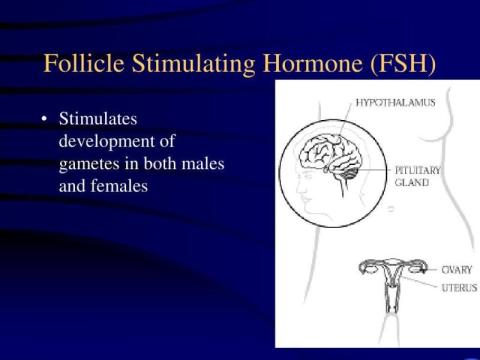 Follicle Hormone Test in Delhi with Expert Care | Fertylity IVF