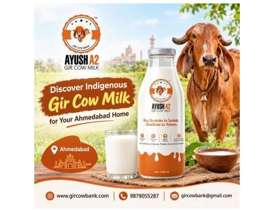 Discover Indigenous Gir Cow Milk for Your Ahmedabad Home