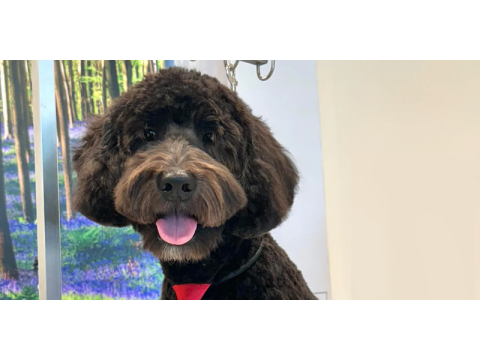 Book Dog Grooming Spa Packages for Hallowen Day