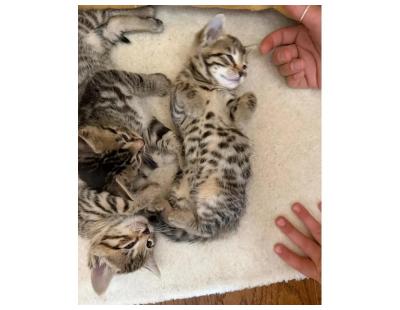 Magnificent Bengal kittens ready for rehoming