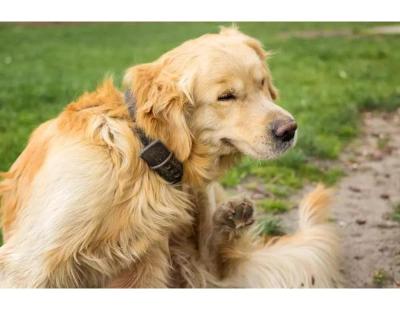 Simi Valley Veterinarians | Pet PAWZitive