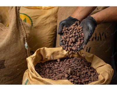 Bulk Cocoa Beans for Chocolate Production
