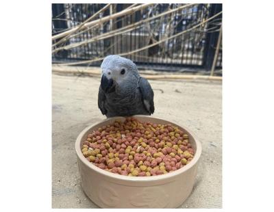 Tamed baby  African grey parrots ready for sale