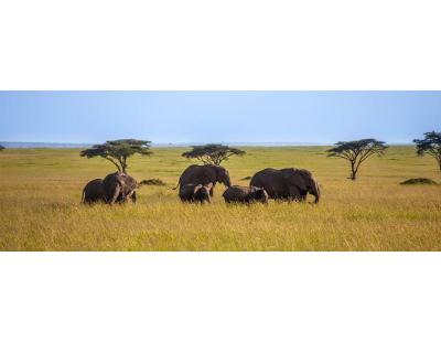 Plan Your Kenya Safari Holiday with Private Game Drives