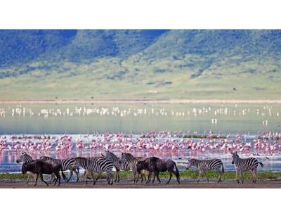 Explore Tanzania’s Wildlife – Enquire About Safari Packages