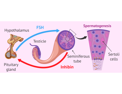 Follicle Hormone Test in Delhi | Your Fertility Care Partner