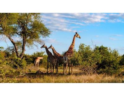 Experience Cape Town and Johannesburg – Book Your South Africa Tour