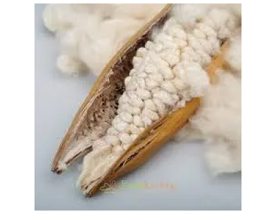 Kapok Seed Meals – Quality Natural Products | kapok-fiber