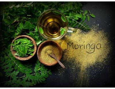 Moringa Wholesale
