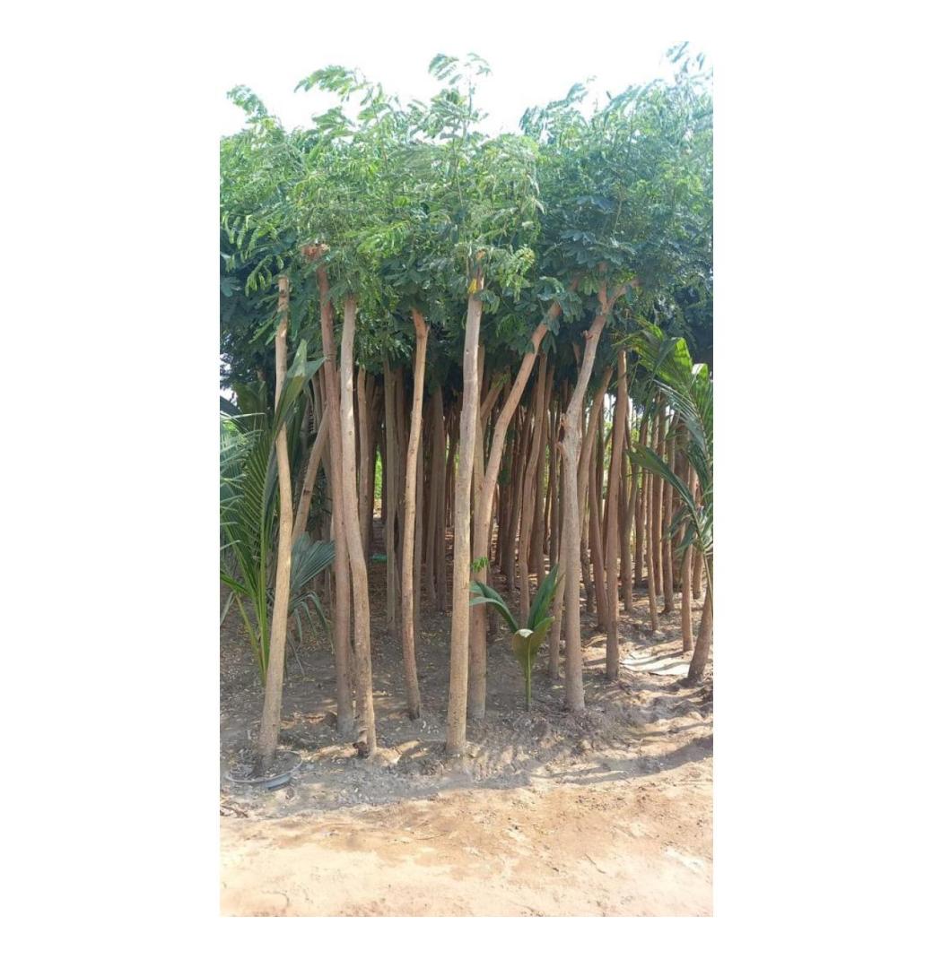 Your Trusted Nursery Landscape Company in Riyadh