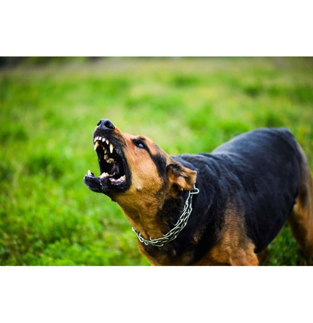 Dog Bite Injury Lawyer
