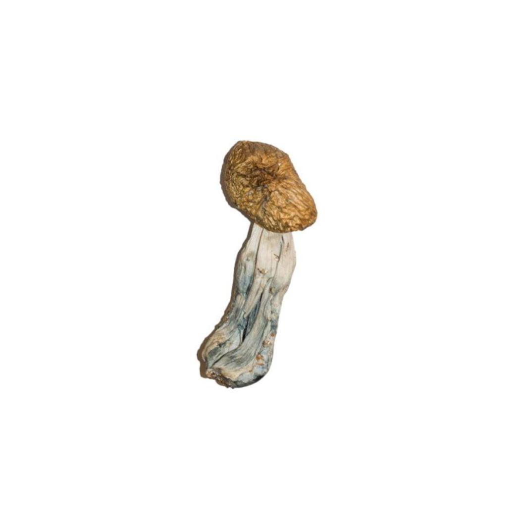 Buy golden teacher magic mushroom