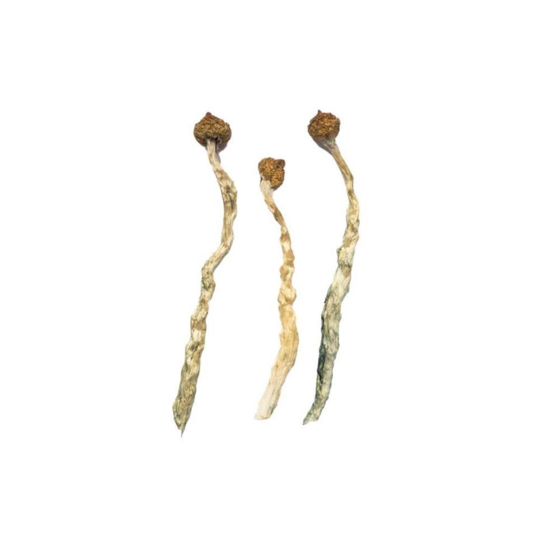 Buy golden teacher magic mushroom - 2/2