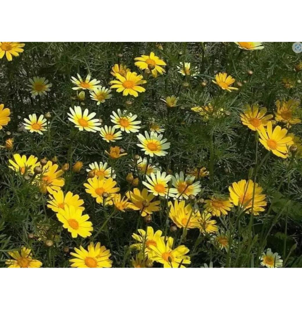 Grow Healthy Crown Daisy Plants from Seeds - The Edible Chrysanthemum