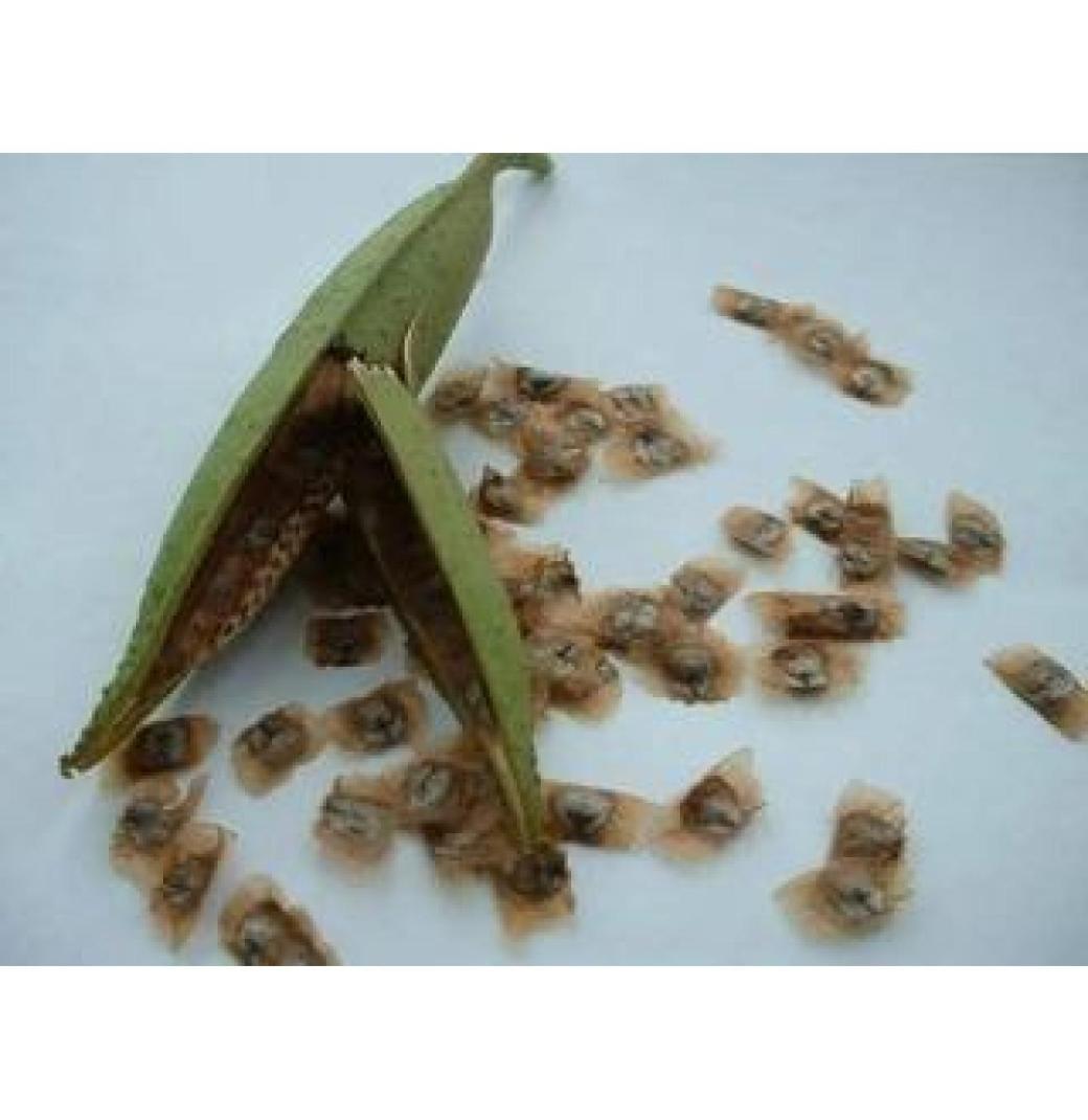 Transform Your Garden with Trumpet Vines