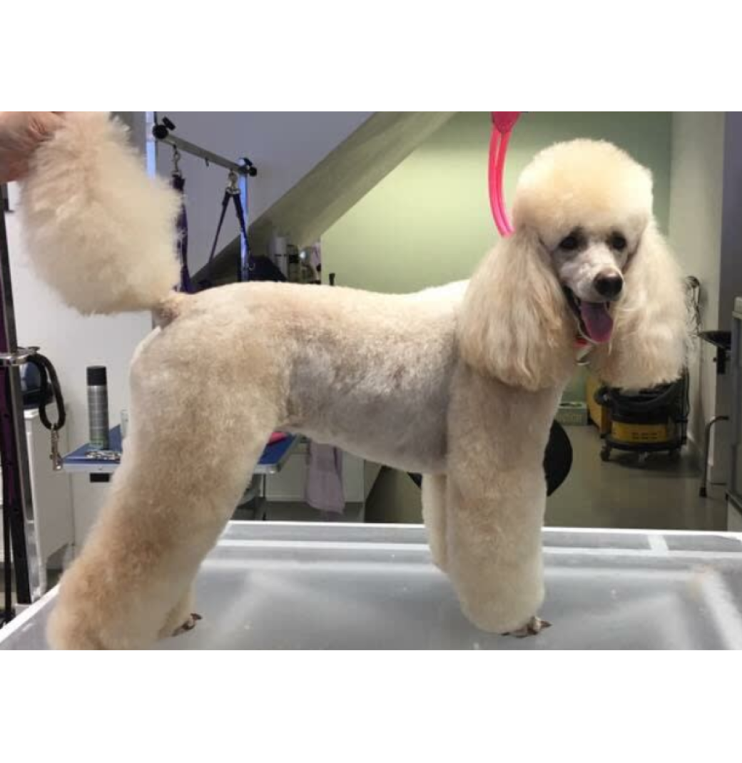 Best service for Dog Grooming in Gardeners Green