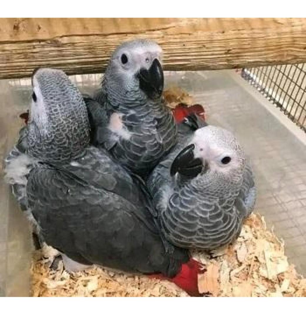 Hand Raised African Grey Parrots for Sale