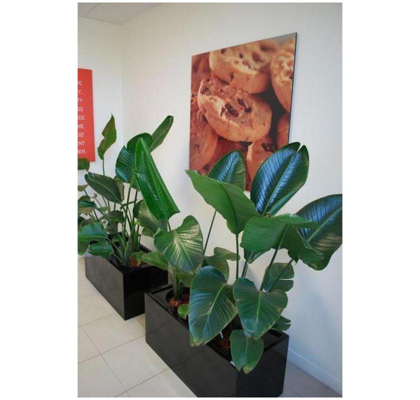 Buy or Hire Melbourne Indoor Plants for a Greener Space