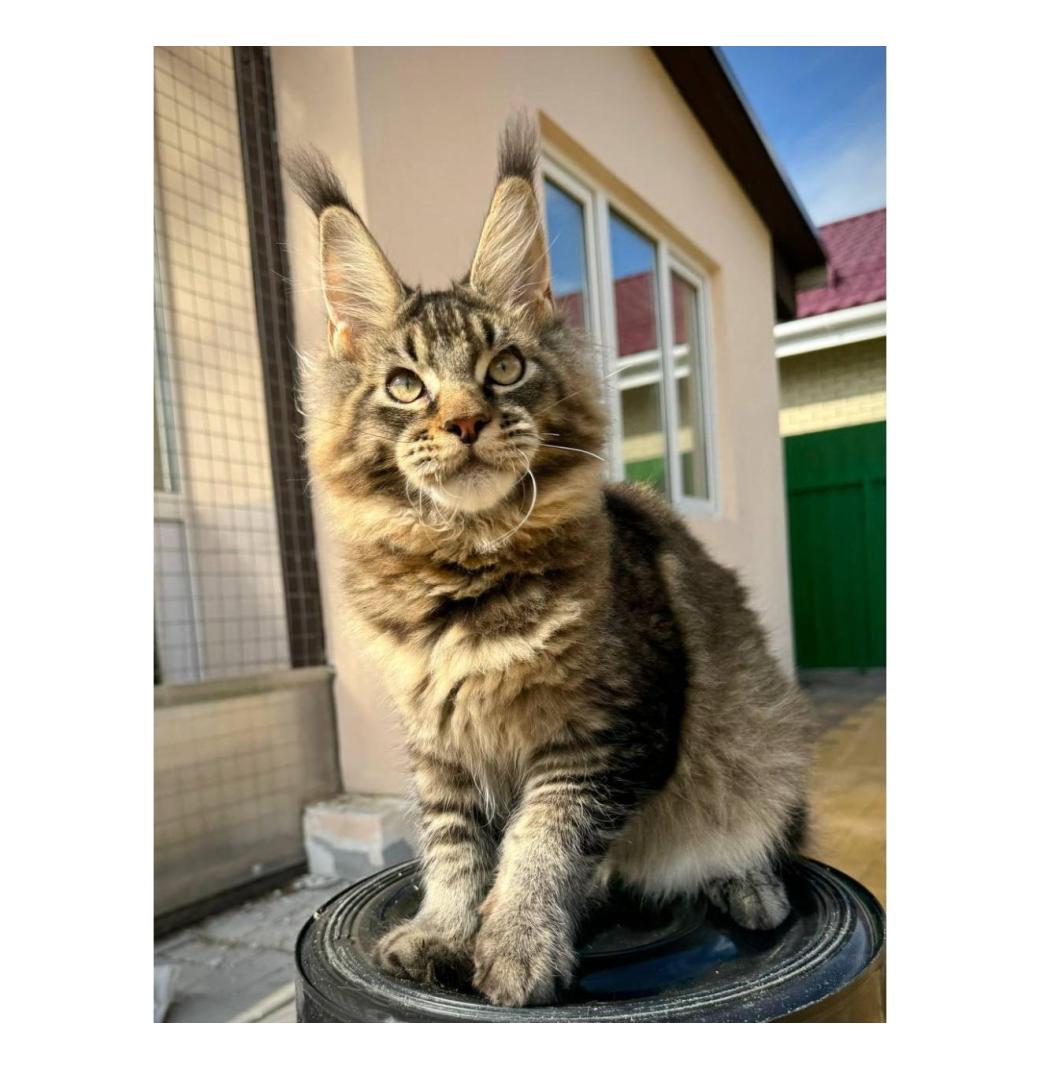 maine coon kittens for sale - 1/3