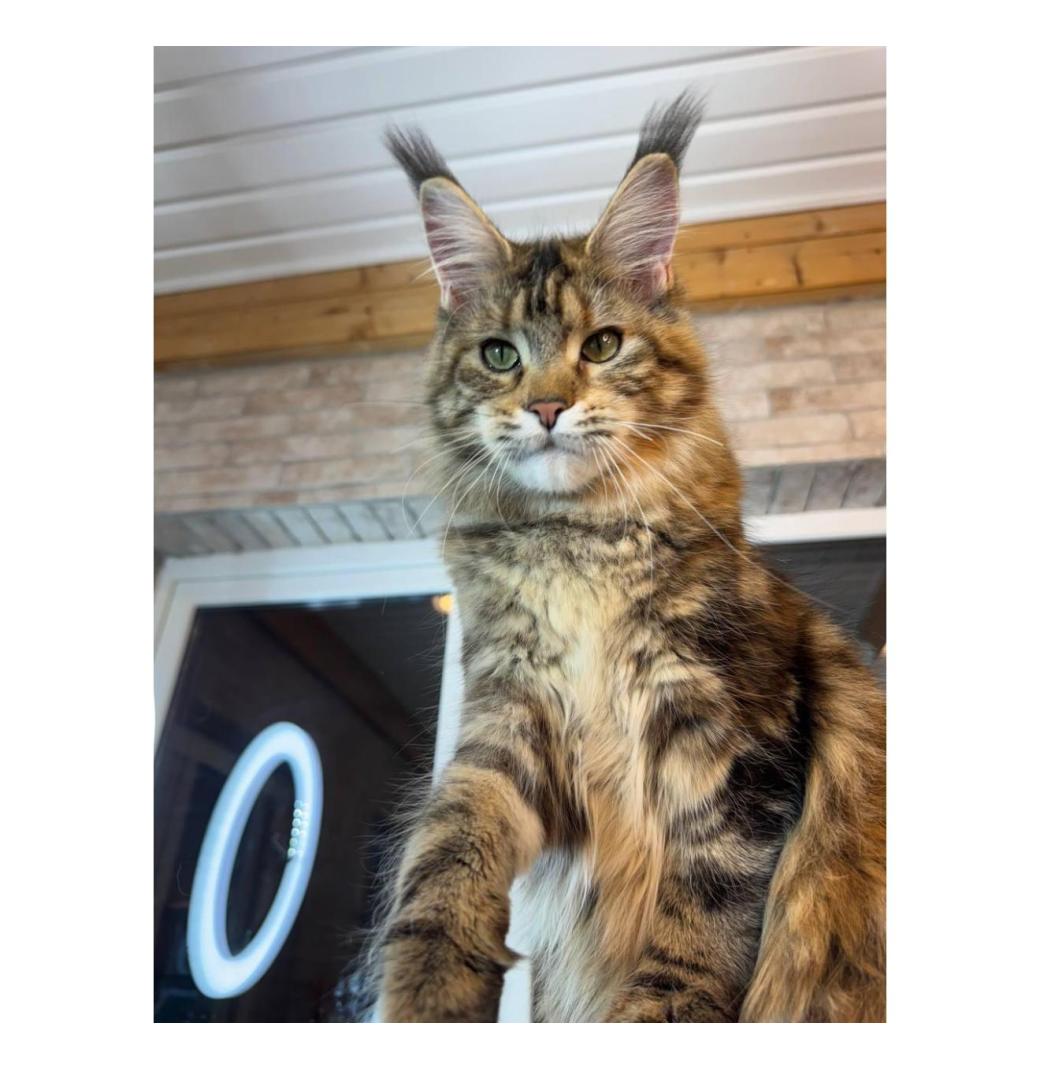 maine coon kittens for sale - 2/3