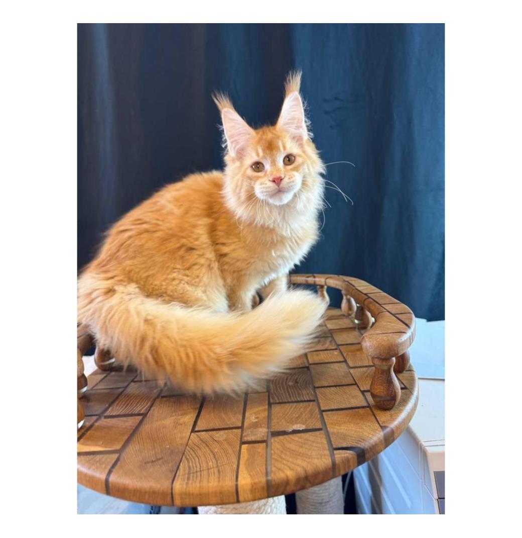 maine coon kittens for sale - 3/3