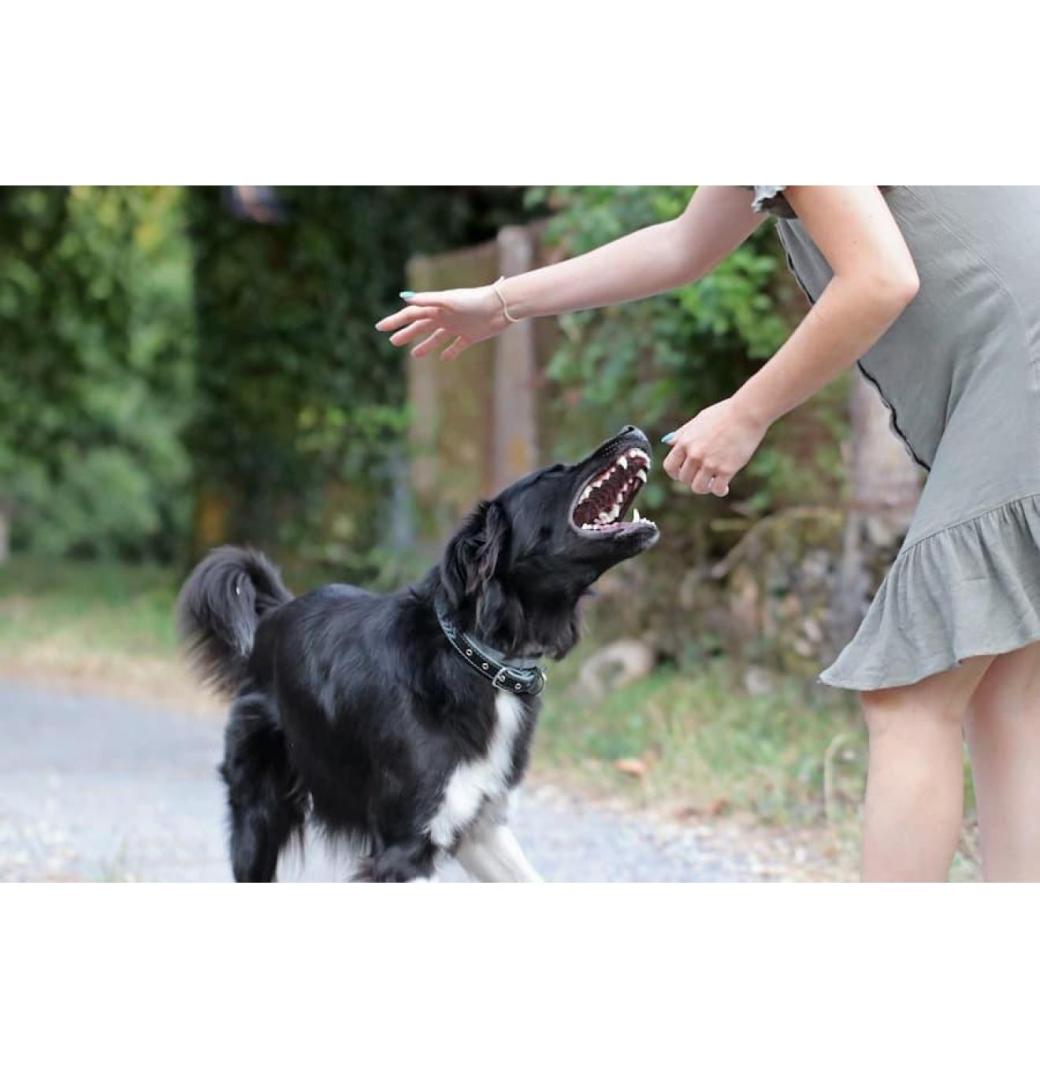Dog Bite Accident Lawyer