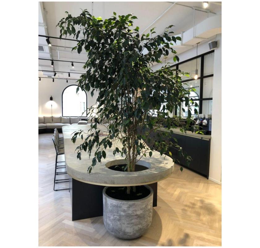 Find the Best Indoor Plants for Your Space – Available Now!